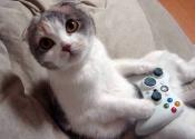musou29