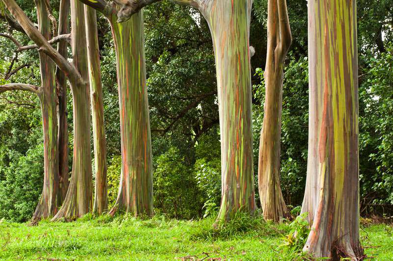 pozie Gambar Pohon Eukaliptus